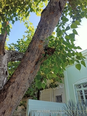 Metopium brownei