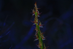 Prasophyllum drummondii