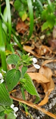 Hypoestes triflora
