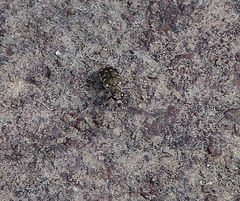 Cicindela repanda repanda