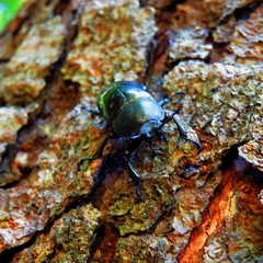 Streptocerus speciosus