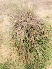 Baccharis trimera