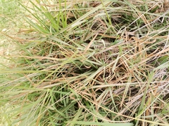 Baccharis trimera
