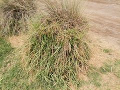 Baccharis trimera