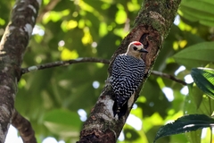 Melanerpes hoffmannii