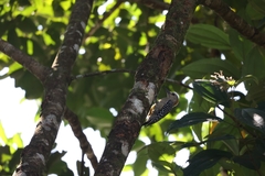 Melanerpes hoffmannii