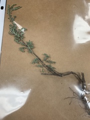 Vachellia farnesiana