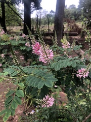 Indigofera jucunda