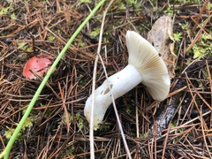 Russula cremoricolor