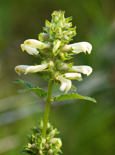 Pedicularis lanceolata Michx.
