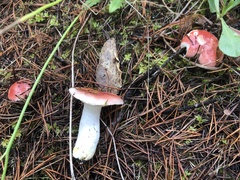 Russula cremoricolor