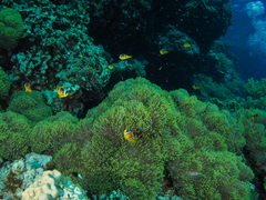 Amphiprion bicinctus