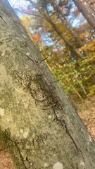 Megaphasma denticrus