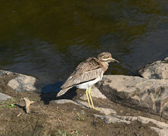 Burhinus vermiculatus