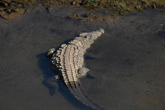 Crocodylus niloticus