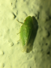 Xerophloea