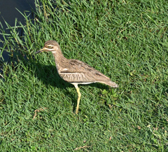 Burhinus vermiculatus