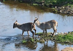 Kobus ellipsiprymnus