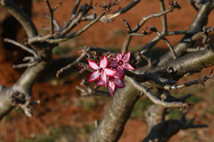 Adenium multiflorum