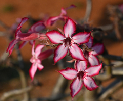 Adenium multiflorum