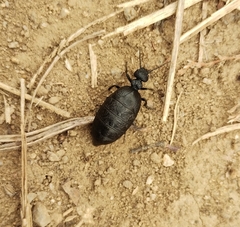Meloe rugosus