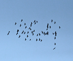 Anastomus lamelligerus