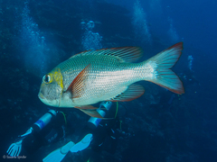 Monotaxis grandoculis