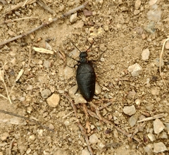 Meloe rugosus
