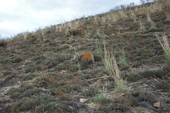 Nanophyton grubovii
