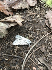 Lithophane ornitopus