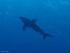 Carcharhinus longimanus