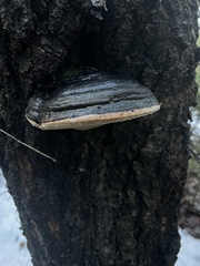 Phellinus populicola