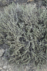 Nanophyton grubovii