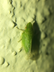 Xerophloea