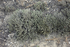 Nanophyton grubovii