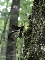 Megarhyssa atrata