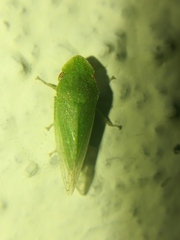 Xerophloea