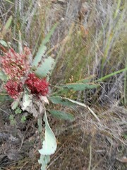 Protea witches broom phytoplasma