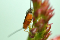 Braconinae
