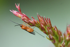 Braconinae