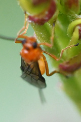 Braconinae
