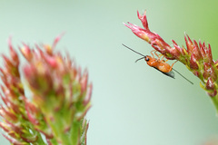 Braconinae