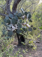Opuntia alta