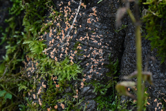 Aleurodiscus amorphus