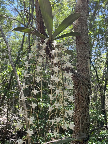 Aerangis decaryana H.Perrier 3