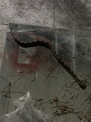 Rhinocheilus lecontei