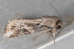 Spodoptera