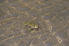 Sclerophrys poweri