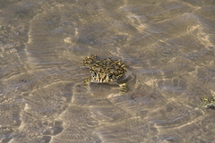 Sclerophrys poweri