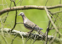 Zenaida auriculata caucae